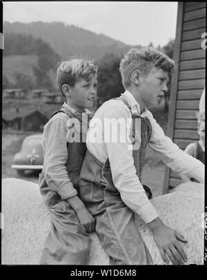 Franklin D. and Donald Sergent astride their mules. P V & K Coal Company, Clover Gap Mine, Lejunior, Harlan County, Kentucky. Stock Photo
