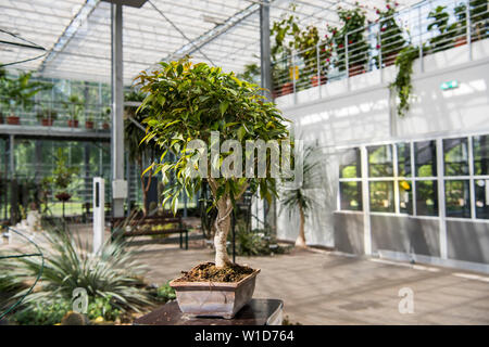 Beautiful bonsai tree in the bonsai glass garden. Abstract photo of bonsai trees cultivation. Stock Photo