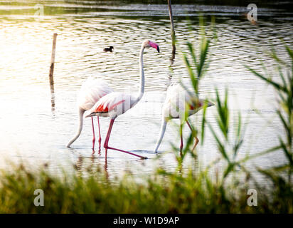 Shot of a group of beautiful flamingos relaxing in the protected Granelli Natural Reserve lake in the southern Sicily, Italy. Stock Photo