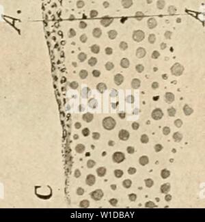 Archive image from page 98 of The development of the chick;. The development of the chick; an introduction to embryology . developmentofchi00lill Year: 1908
