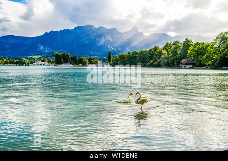Romantic view on Thunersee (Thuner see), lake of Thun. Two swans make heart. Alps mountain Stockhorn. Spiez, Canton Bern, Switzerland. Stock Photo