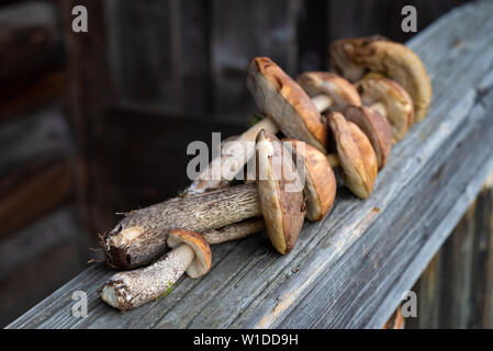 Brown cap boletus and orange cap boletus. Crop of forest edible mushrooms. Stock Photo