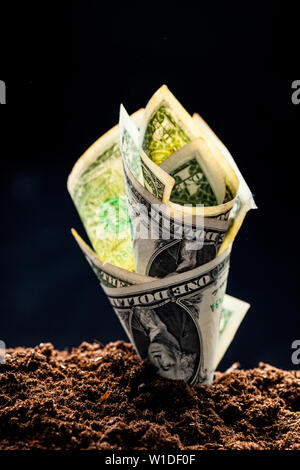 American dollars grow from the ground Stock Photo