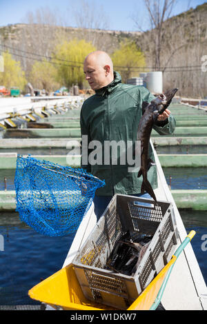 Professional farmer engaged in sturgeon breeding catching fish with landing net from open tank Stock Photo