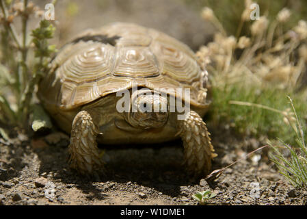 Female Boulenger's Tortoise (Homopus boulengeri), Molteno Pass, Western Cape, South Africa. Stock Photo