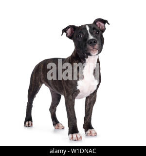 Sweet brindle English Staffordshire Terrier pup, standing side ways. Looking at camera with mouth closed. Isolated on white background. Stock Photo