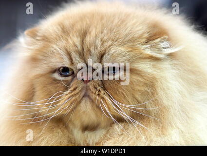 May 2019 – Face of A  Ginger Persian Pedigree Cat Stock Photo