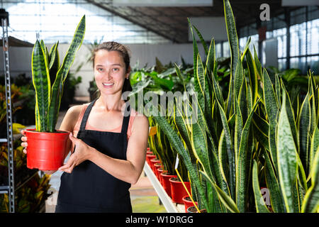 Friendly female gardener showing sansevieria laurenti plants in flowerpots at garden store Stock Photo