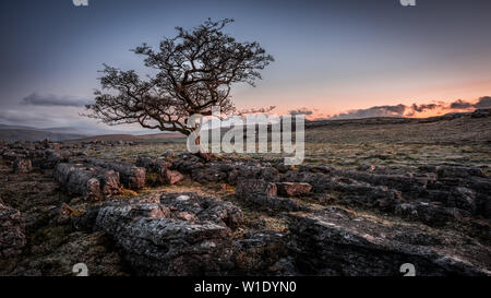 A lone weathered tree in amongst the limestone pavement of the Yorkshire Dales National Park Stock Photo