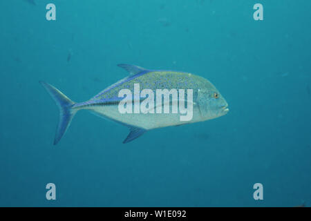 Bluefin trevally (Caranx melampygus) Stock Photo