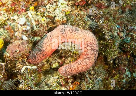 Edible sea cucumber (Holothuria edulis) Indian ocean, Maldives Stock Photo