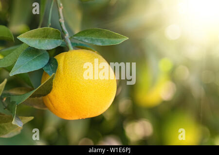 Ripe orange hanging on a tree in the fruit garden Stock Photo