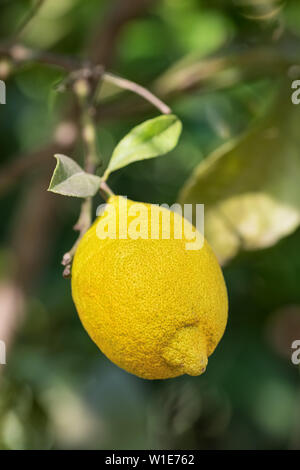 Ripe lemon fruit closeup on a lemon tree branch Stock Photo