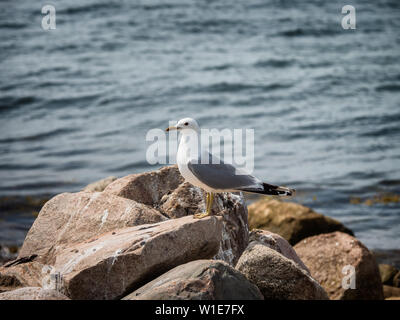 Seagull resting on Hjarnoe in Denmark Stock Photo