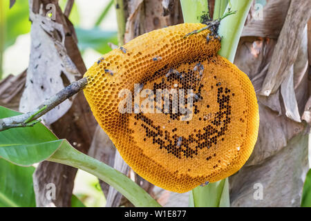 Wild bees honeycomb on a tree in Thailand Stock Photo