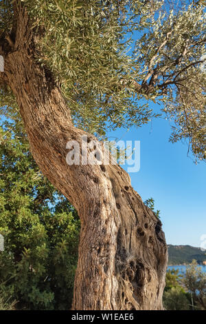 Old olive tree trunk, roots and branches Stock Photo