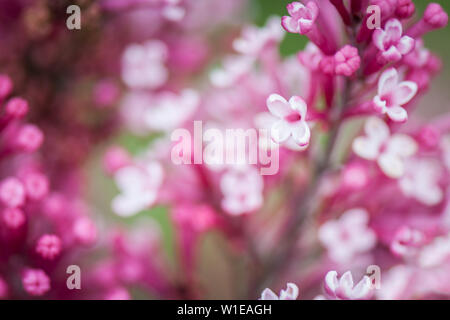 Abstract blurred background of blooming lilac flowers. Flowers background. Selective focus, place for text, macro photo. Stock Photo