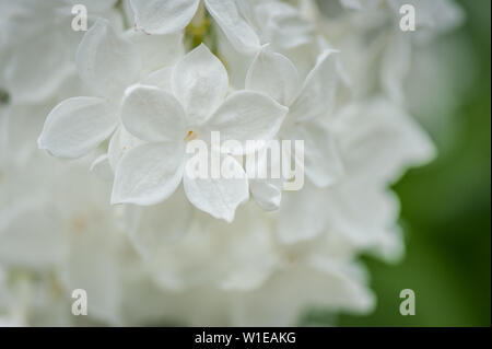 Close up of white blooming lilac flowers in Spring day. Flowers background. Five-petal lilac flower -  five petals for good luck! Selective focus, pla Stock Photo