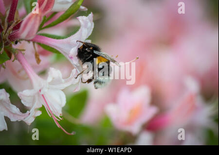 The bee drinks the nectar of pink Rhododendron flower. She dipped her head inside the flower. Selective focus. Macro. Copy space. Stock Photo