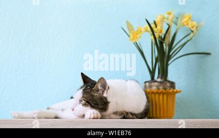 Cute tabby cat lying in front of a flower pot and looking away. Stock Photo