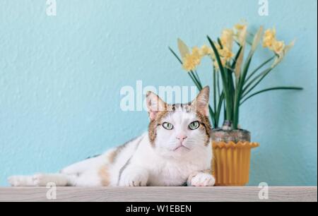 Tabby cat relaxing in front of a flower pot. Stock Photo