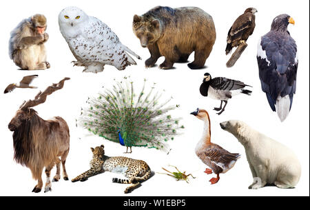 collection of different birds, mammals and reptiles from asia isolated on white background Stock Photo