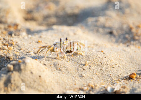 An Atlantic ghost crab rests on a beach. Stock Photo