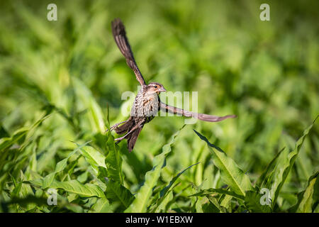 A female red-winged blackbird flies above leafy vegetation. Stock Photo