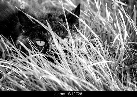 A portrait of a cat hiding form humans in tall grass in a meadow. It crouched and took a stealhty stance so it thought it could not be seen. Stock Photo