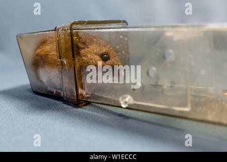 A wood mouse or field mouse captured in a humane live capture no kill mouse trap Stock Photo