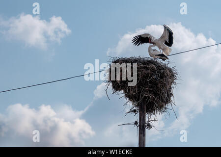 White storks mating in a large stick nest on top of a wooden telegraph or utility pole in Europe during breeding season Stock Photo