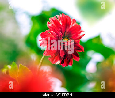 Closeup of Red Dahlia Flower is a genus of bushy, tuberous, herbaceous perennial plants native to Mexico Stock Photo