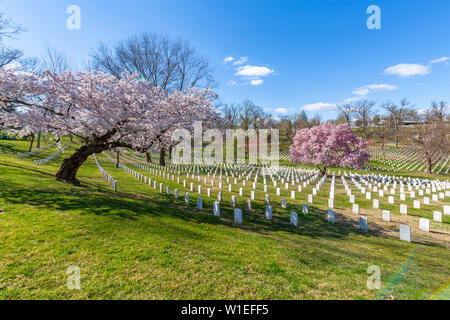 View of gravestones in Arlington National Cemetery in springtime, Washington D.C., United States of America, North America Stock Photo