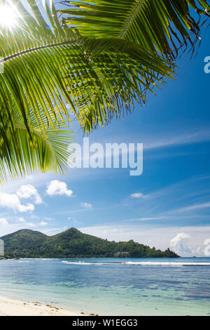 The sun shining through palm leaves at Baie Lazar, Mahe, Seychelles, Indian Ocean, Africa Stock Photo