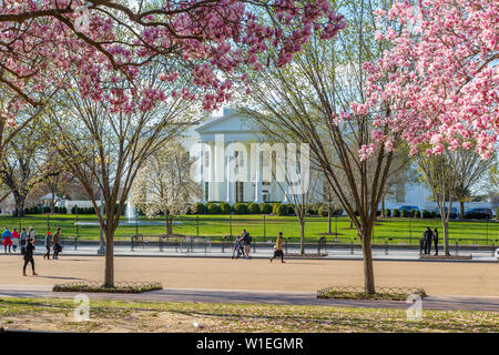 View of The White House and spring blossom in Lafayette Square, Washington D.C., United States of America, North America Stock Photo