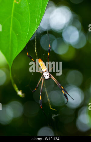 ARAÑA HILOS DE ORO - GOLDEN SILK ORB-WEAVER SPIDER (Nephila clavipes) Tortuguero National Park, Costa Rica, Central America, America Stock Photo