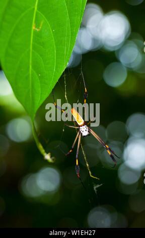 ARAÑA HILOS DE ORO - GOLDEN SILK ORB-WEAVER SPIDER (Nephila clavipes) Tortuguero National Park, Costa Rica, Central America, America Stock Photo