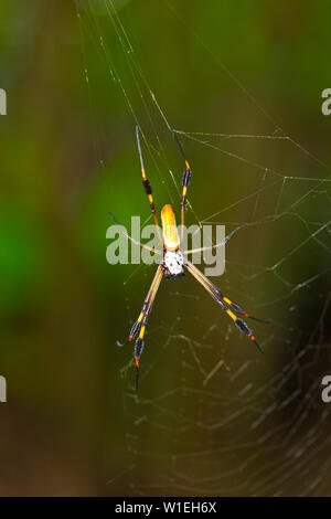 ARAÑA HILOS DE ORO - GOLDEN SILK ORB-WEAVER SPIDER (Nephila clavipes) Tortuguero National Park, Costa Rica, Central America, America Stock Photo