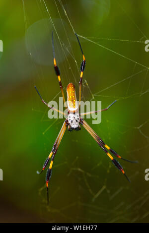 ARAÑA HILOS DE ORO - GOLDEN SILK ORB-WEAVER SPIDER (Nephila clavipes) Tortuguero National Park, Costa Rica, Central America, America Stock Photo