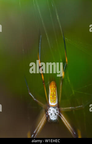 ARAÑA HILOS DE ORO - GOLDEN SILK ORB-WEAVER SPIDER (Nephila clavipes) Tortuguero National Park, Costa Rica, Central America, America Stock Photo