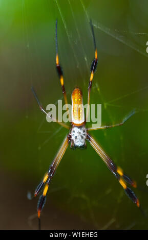 ARAÑA HILOS DE ORO - GOLDEN SILK ORB-WEAVER SPIDER (Nephila clavipes) Tortuguero National Park, Costa Rica, Central America, America Stock Photo