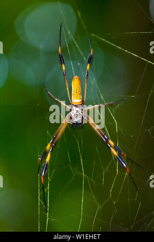 ARAÑA HILOS DE ORO - GOLDEN SILK ORB-WEAVER SPIDER (Nephila clavipes) Tortuguero National Park, Costa Rica, Central America, America Stock Photo