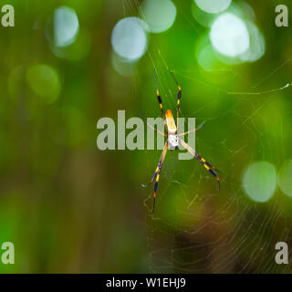 ARAÑA HILOS DE ORO - GOLDEN SILK ORB-WEAVER SPIDER (Nephila clavipes) Tortuguero National Park, Costa Rica, Central America, America Stock Photo