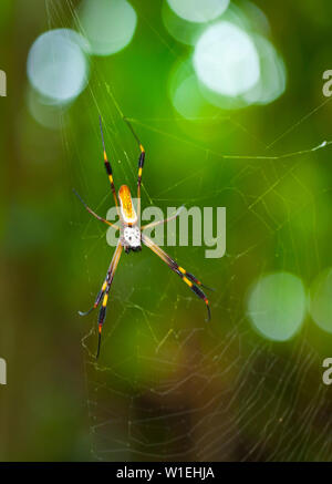 ARAÑA HILOS DE ORO - GOLDEN SILK ORB-WEAVER SPIDER (Nephila clavipes) Tortuguero National Park, Costa Rica, Central America, America Stock Photo