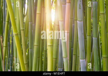 Bamboo, Bambusoideae, forest close-up with light flare or burst shining through the stems. Plant and greenery background, backdrop or wallpaper. Stock Photo