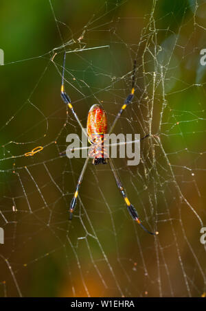 ARAÑA HILOS DE ORO - GOLDEN SILK ORB-WEAVER SPIDER (Nephila clavipes) Tortuguero National Park, Costa Rica, Central America, America Stock Photo