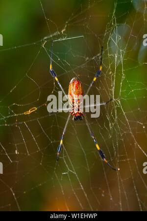 ARAÑA HILOS DE ORO - GOLDEN SILK ORB-WEAVER SPIDER (Nephila clavipes) Tortuguero National Park, Costa Rica, Central America, America Stock Photo