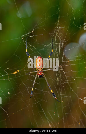 ARAÑA HILOS DE ORO - GOLDEN SILK ORB-WEAVER SPIDER (Nephila clavipes) Tortuguero National Park, Costa Rica, Central America, America Stock Photo