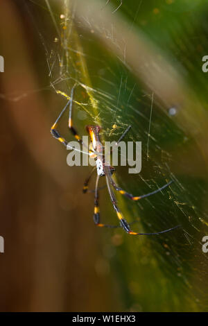 ARAÑA HILOS DE ORO - GOLDEN SILK ORB-WEAVER SPIDER (Nephila clavipes) Tortuguero National Park, Costa Rica, Central America, America Stock Photo