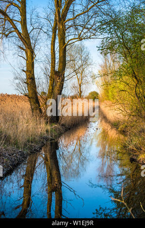 Reed beds reflecting on a waterway in warm evening light at Wicken Fen Nature Reserve in Cambridgeshire, England, United Kingdom, Europe Stock Photo